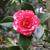 Camellia-x -reticulata-Howard-Asper