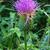 Cirsium pumilum