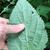 Underside of leaf