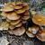 Form growing on wood