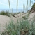 Growing on the dunes