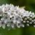 Lysimachia clethroides