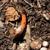Mutinus elegans (Demon Fingers, Devil's Dipstick, Dog Stinkhorn ...