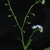 Flowers and stem (Alleghany County, NC)-Mid Summer