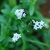 Close-up of flower (Alleghany County, NC)-Mid Summer