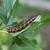 Gulf Fritillary Caterpillar on leaf