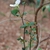 Leaves, stem, flower (Chapel Hill, NC)-Early Spring