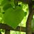 Aristolochia tomentosa front leaf