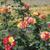 Rosa 'Joseph's Coat'