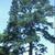 Pinus glabra