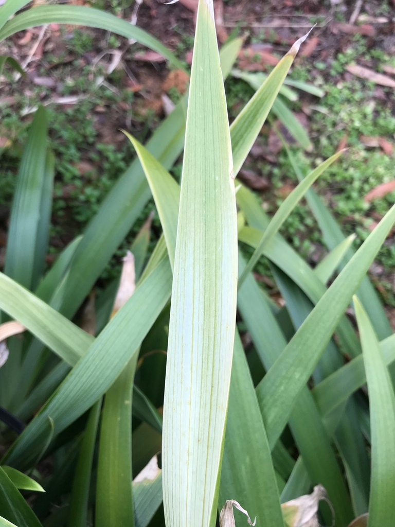 Underside of leaf