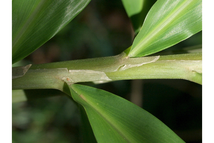 Stem and leaf juncture