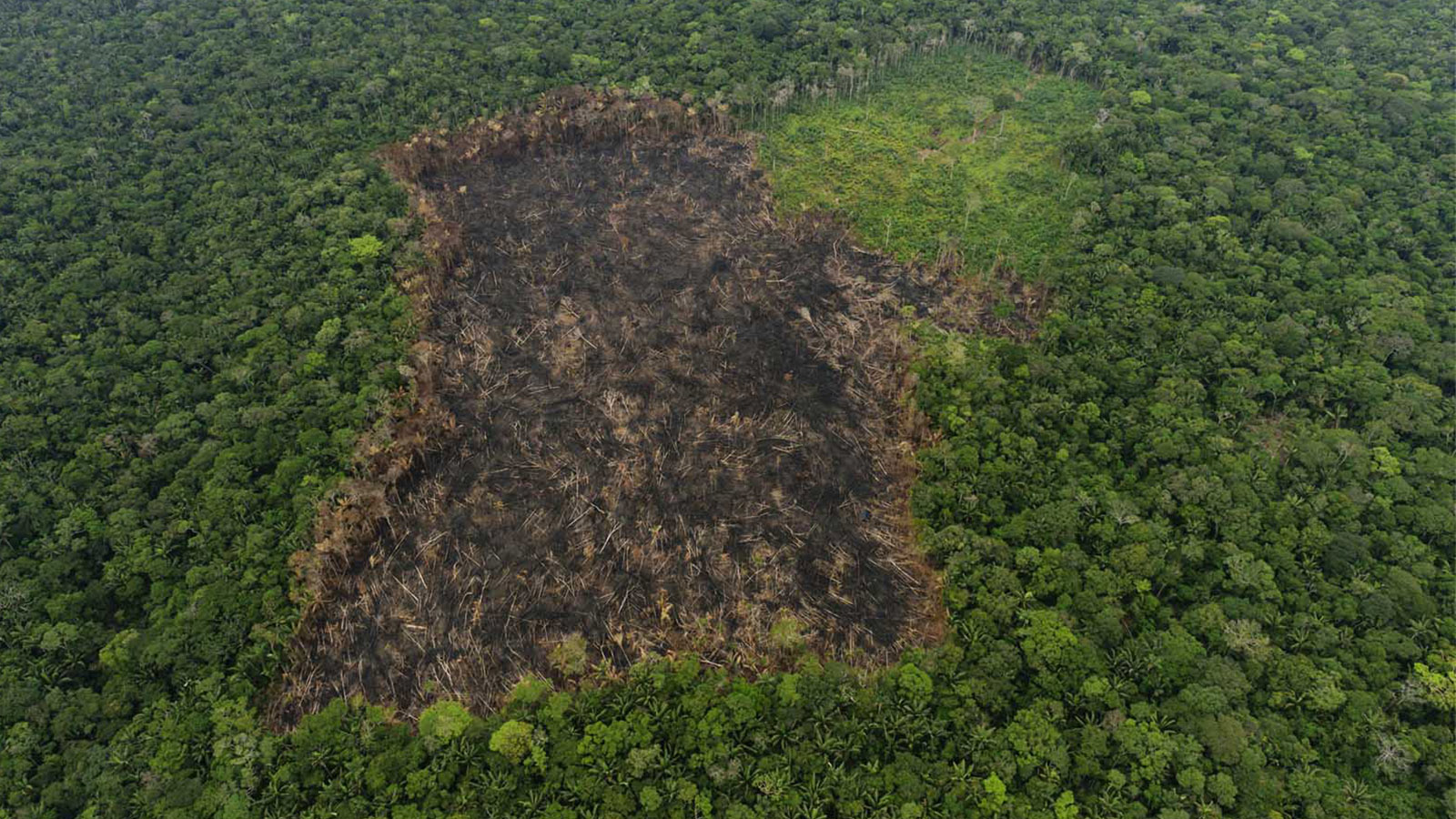Resultado de imagen para deforestacion