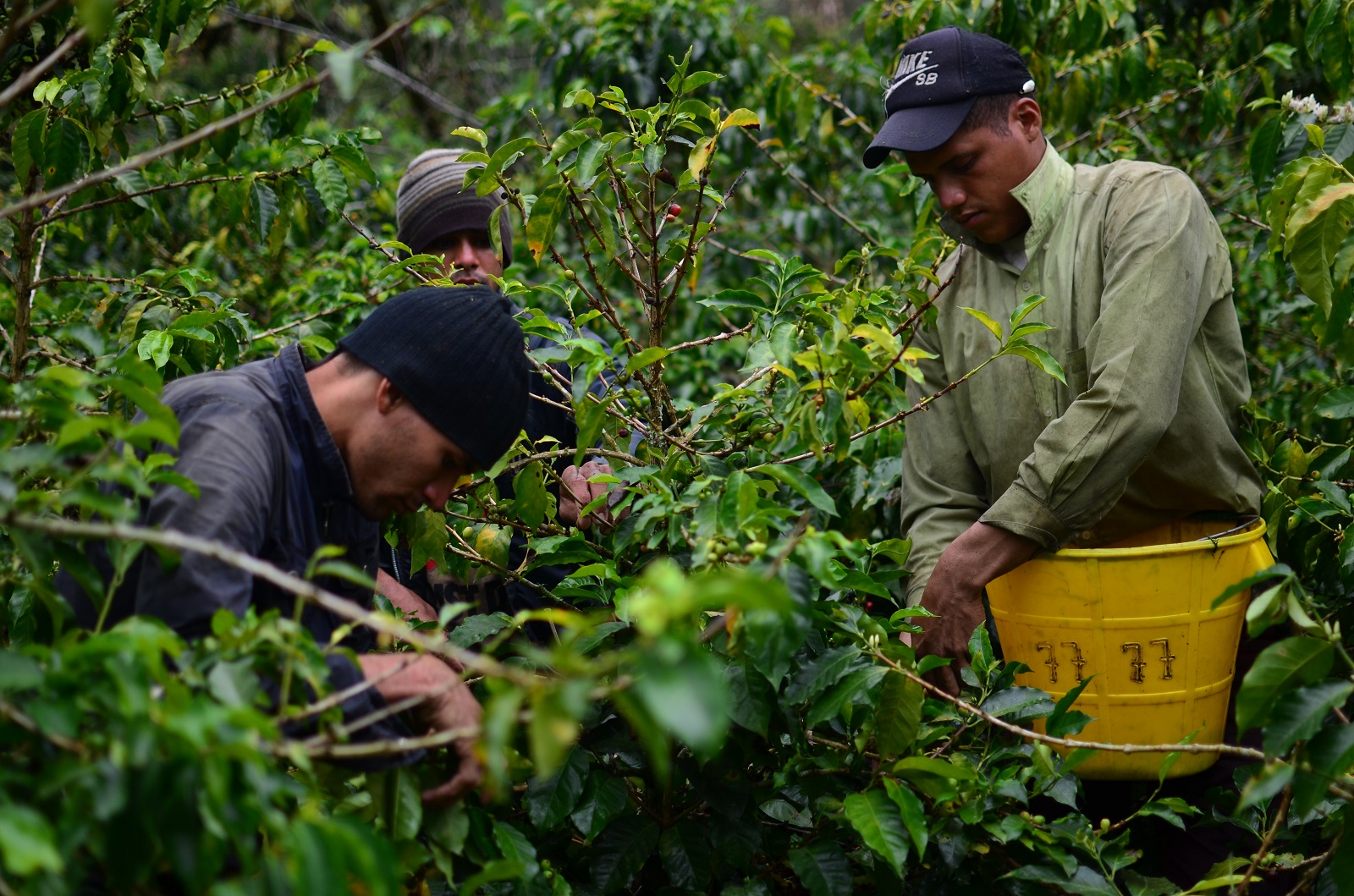 Venezolanos, los nuevos recolectores de cafÃ© en el sur del Tolima