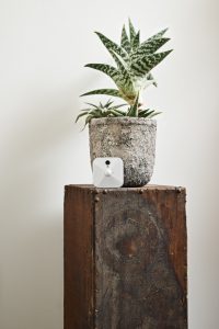 Blink_Hi Res3. plant