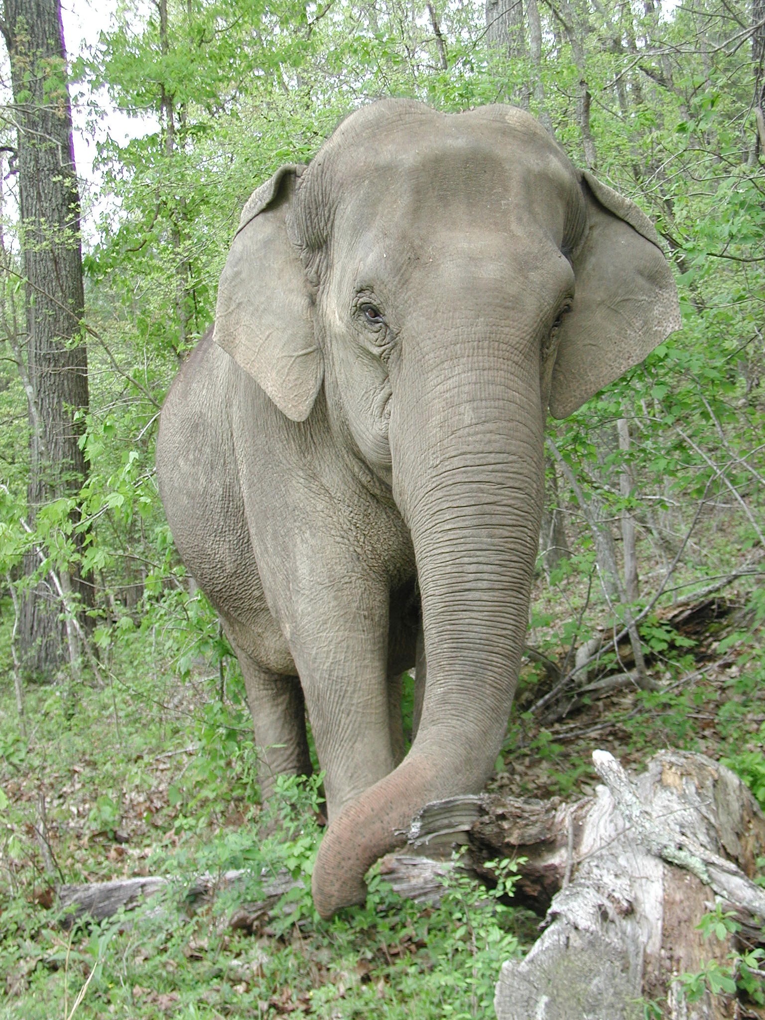 History The Elephant Sanctuary in Tennessee