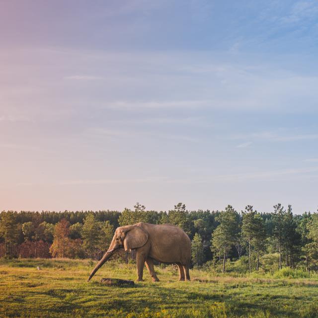 About Us The Elephant Sanctuary in Tennessee