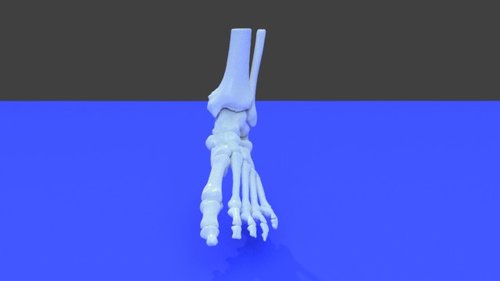 foot bone - Extremity, Lower (Leg) - embodi3D.com