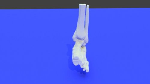 leg model - stl file processed - Extremity, Lower (Leg) - embodi3D.com