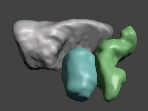 Bladder_Prostate_Rectum - Other organs - embodi3D.com