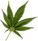 leaf3