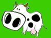 cowlick