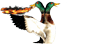 quacken