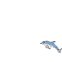 dolphin