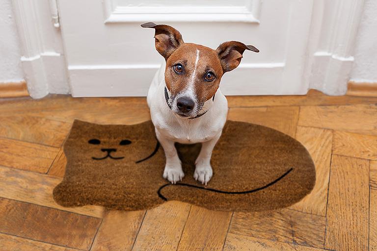 ボドワードキャット　３０cm± 100% Solid Wood Ziva 2-Door Cat Litter Box Enclosure – Palace Imports