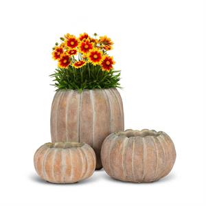 Sm Low Pumpkin Planter-5.5"W