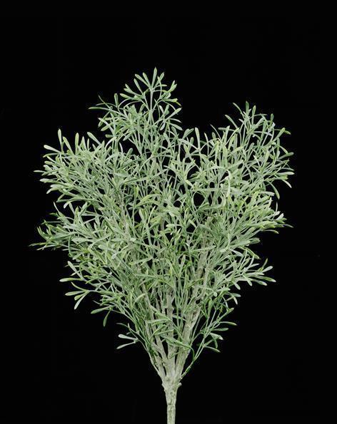 メイフラワー CORN HUSK FLOWERS (6 BOUQUETS) – La Mexicana US