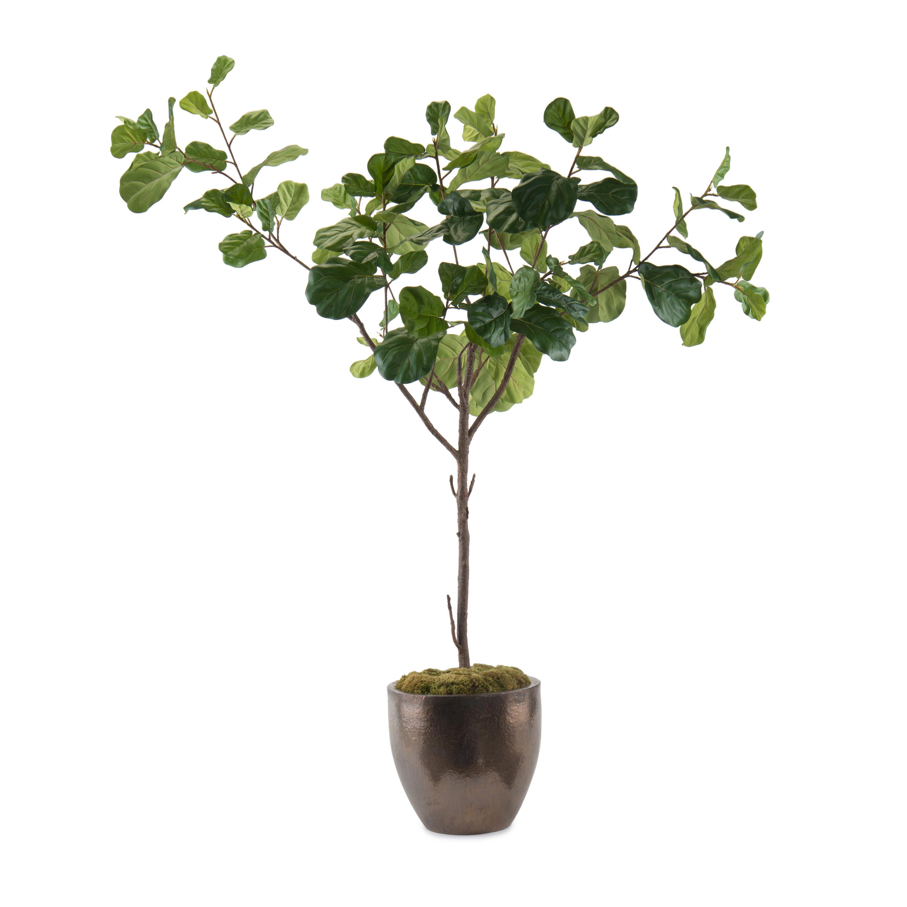 0499X68X49 FIDDLE LEAF FIG A