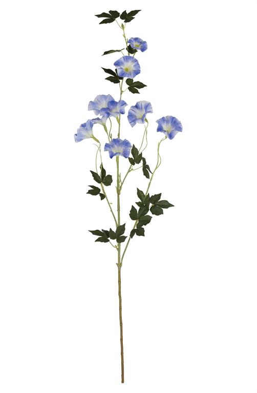 6468-B | MORNING GLORY SPRAY, 36