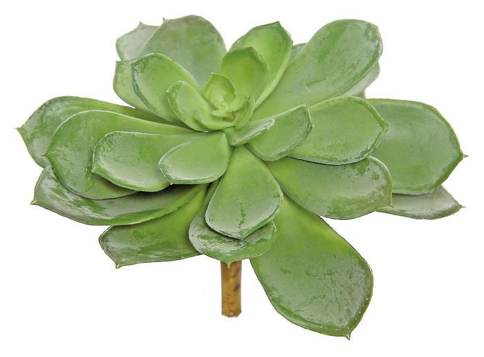 FL2233/9-G | ECHEVERIA 9