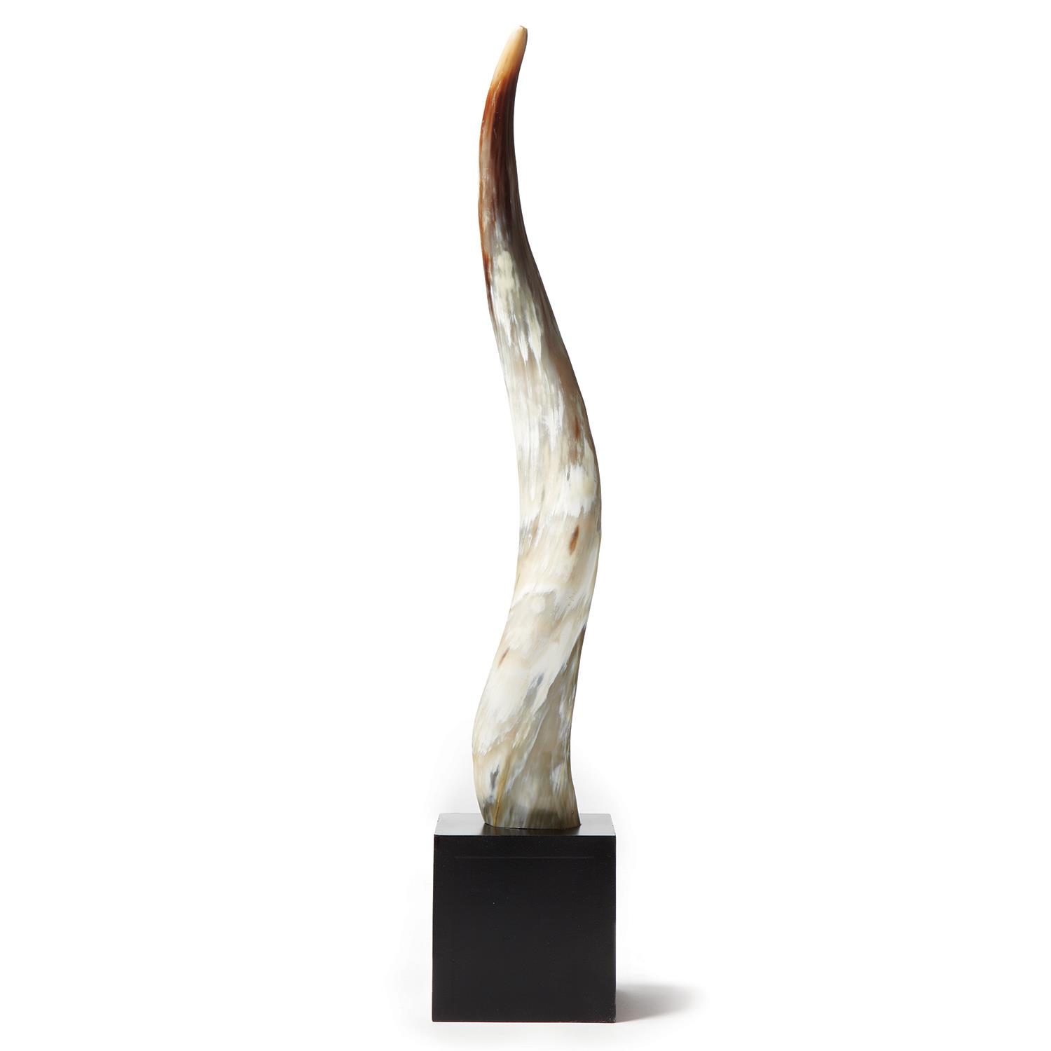 Yak Horn on Black Wood Base