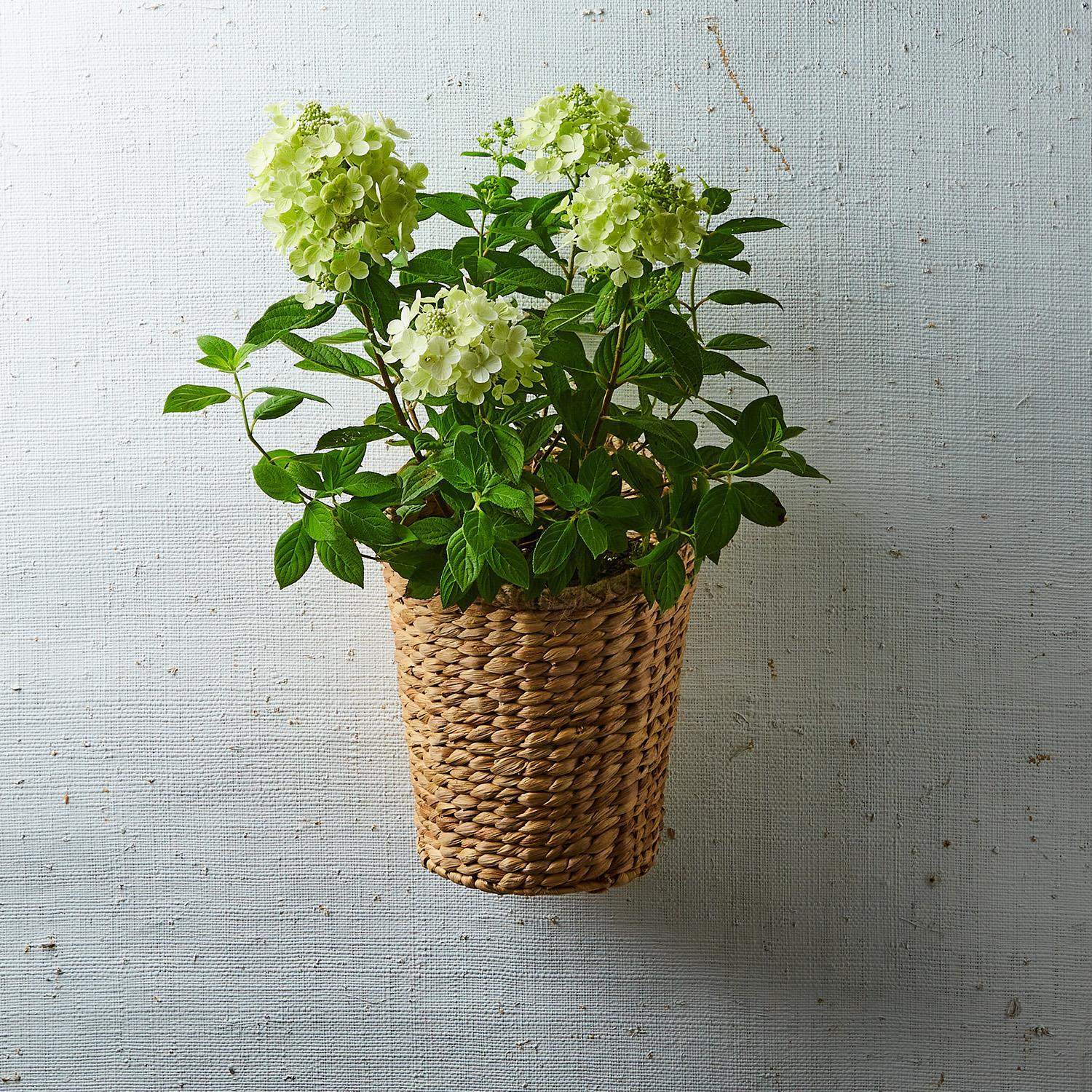 Hanging Rice Flower Rice Nut Weave Hanging Storage / Planter Basket