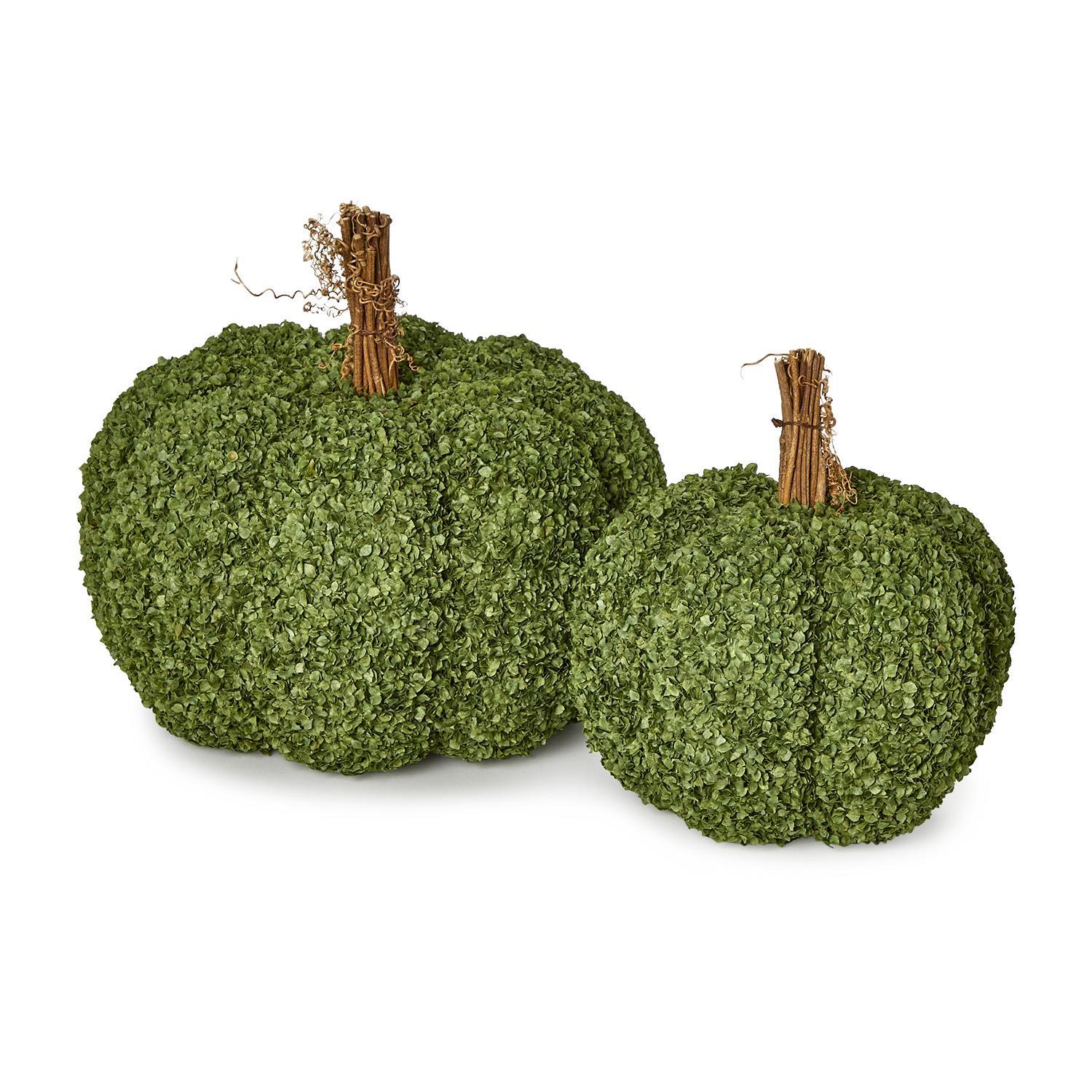 Set of 2 Preserved Natural Buckwheat Husk Pumpkins Includes 2 Sizes