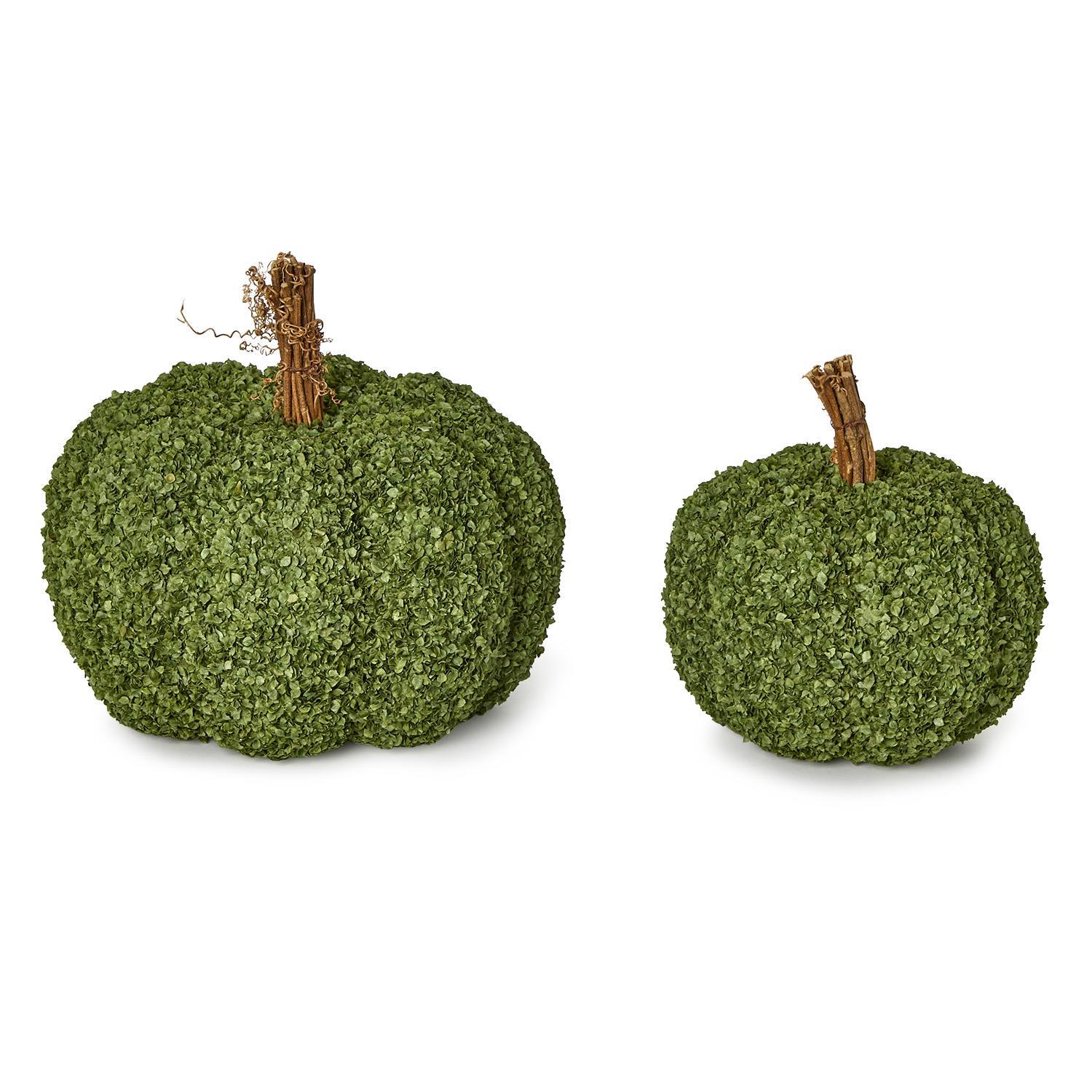 Set of 2 Preserved Natural Buckwheat Husk Pumpkins Includes 2 Sizes