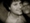 Steve Martocci