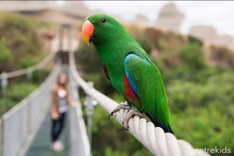 Aviario Parque Tricao, el más grande de Sudamérica