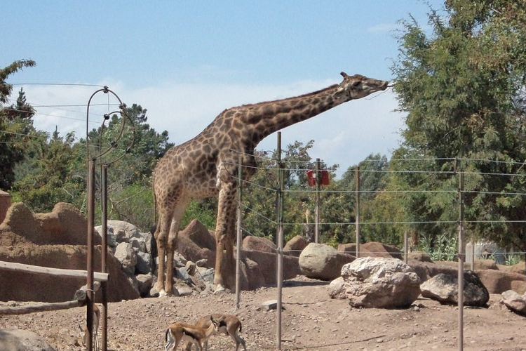 Reenvío de Tickets Buin Zoo - Compras 19 y 20 de diciembre