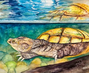 Golden Snapping Turtle by Clara Beym
