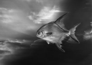 Flying Fish by Marc VanDermeer