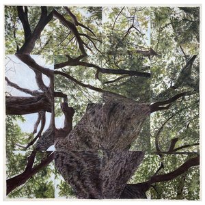 Desire Roots by Timothy Corey (2025)