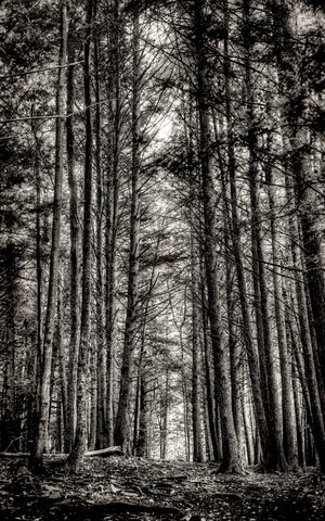 Ancient Hemlock Grove No. 6 by Pam McLean-Parker