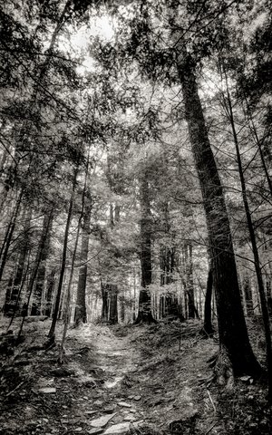 Ancient Hemlock Grove No. 7 by Pam McLean-Parker