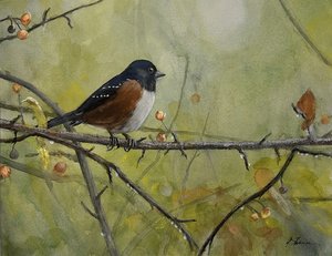 Spotted Towhee In Autumn Crabapples  by Gary Shinn (2025)