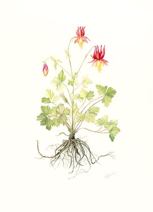 Aquilegia canadensis - Red columbine  by Robby Schlesinger