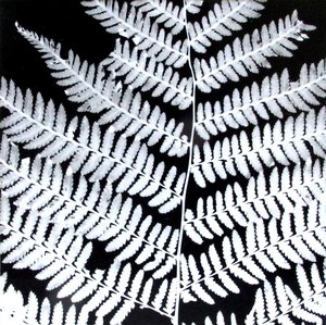 Fern by Suzanne Kirschner
