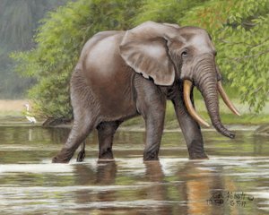 Sautering the Lekoli River by Beverly Abbott (2026)